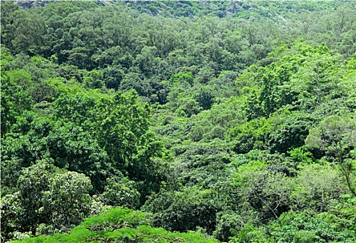 绿色植物,山