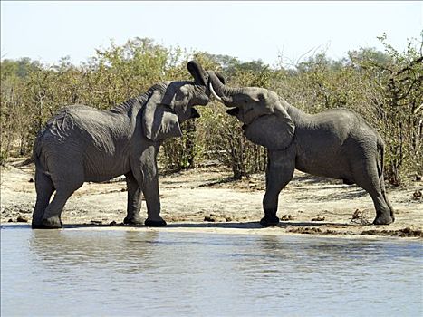 两个,雄性动物,大象,打斗,水坑