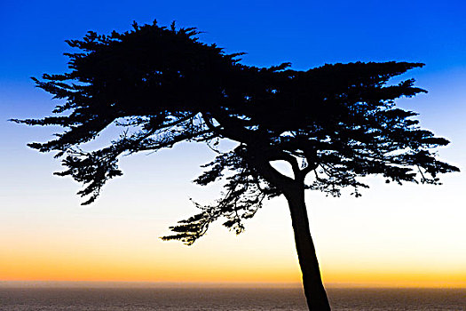 剪影,树,日落,天涯,旧金山,加利福尼亚,美国