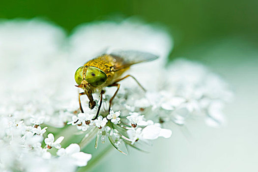 虻,栖息,白色背景,花,喝,花粉