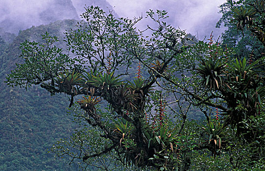 秘鲁,马丘比丘,植被,雾林