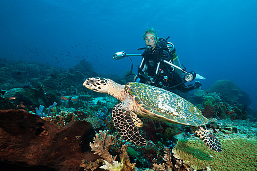 玳瑁,海龟,潜水,科莫多国家公园,印度尼西亚