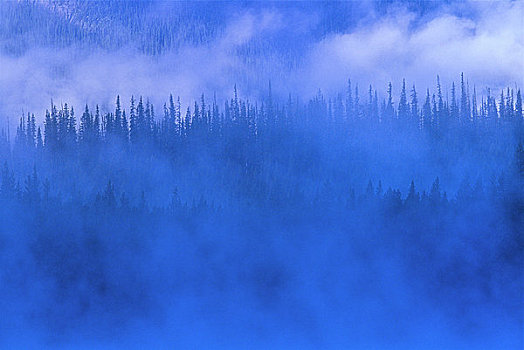 雾,上方,树,树林,冰原大道,班芙国家公园,艾伯塔省,加拿大