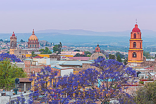墨西哥,圣米格尔,蓝花楹,树,城市,画廊