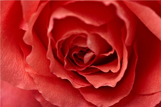 红花,玫瑰,特写