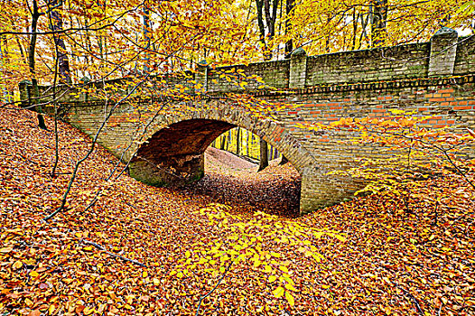 桥,公园,秋天,柏林,德国,欧洲