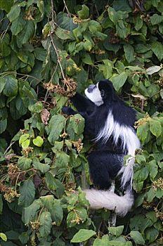 疣猴,东黑白疣猴,觅食,肯尼亚山,国家公园,肯尼亚,东非