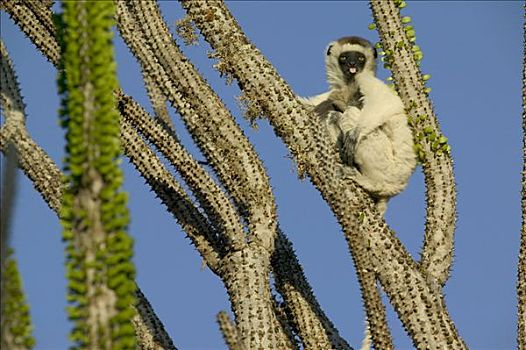 维氏冕狐猴,坐,马达加斯加,墨西哥刺木,伸舌头,脆弱,贝伦提私人保护区
