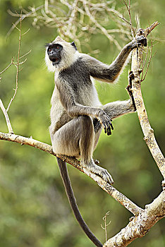 灰色,叶猴,坐在树上,国家公园,斯里兰卡,亚洲