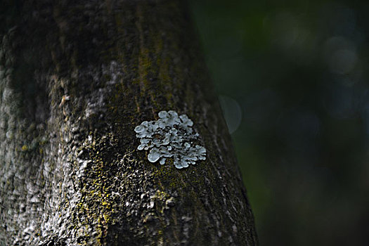 苔藓,花,水珠,果实