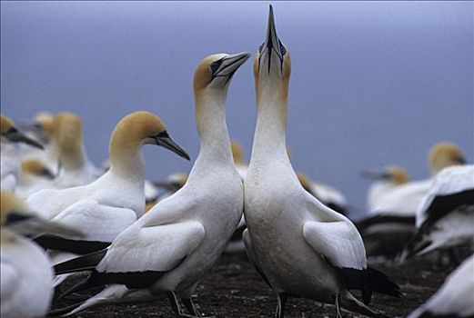 北方,塘鹅,憨鲣鸟,生物群,岬角,北岛,新西兰