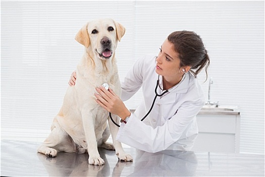 兽医,检查,可爱,狗,听诊器