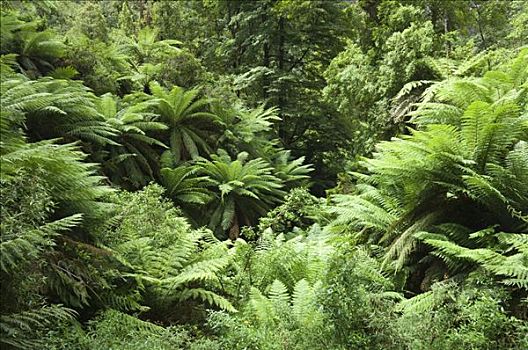 桫椤,雨林,国家公园,维多利亚,澳大利亚