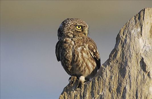 小鸮,小鴞,成年,岩石上,萨摩斯岛,希腊,欧洲