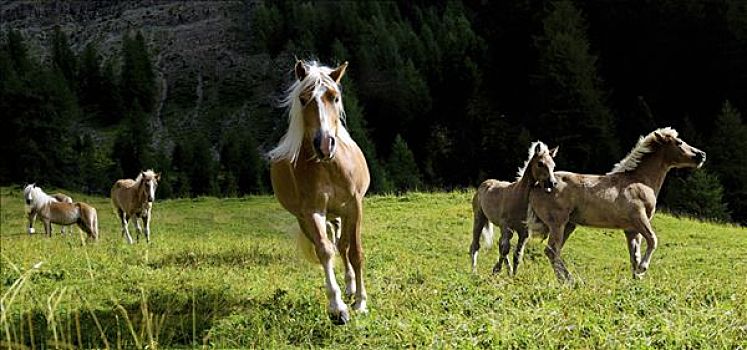 马,草地,南蒂罗尔,意大利