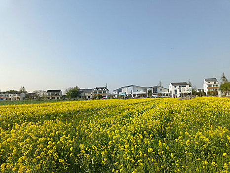 钟溪棹歌,美丽乡村建设