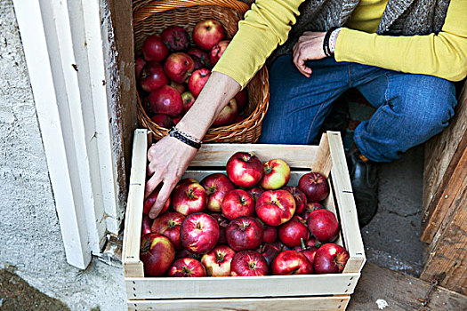 女人,放,苹果,木质,板条箱