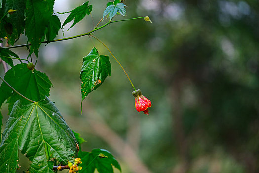 苘麻花