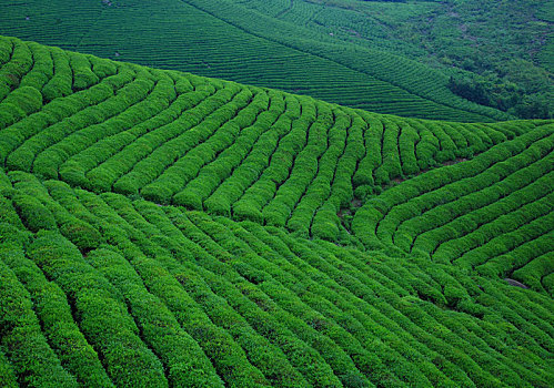 茶园,茶山,茶叶,翠绿,线条,绿茶,绿色,山