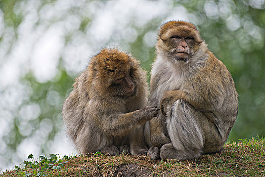 巴巴利猕猴,叟猴,俘获,北莱茵威斯特伐利亚,德国,欧洲
