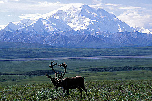 美国,阿拉斯加,德纳里峰国家公园,小,牧群,北美驯鹿,驯鹿属,麦金利山,早,秋天