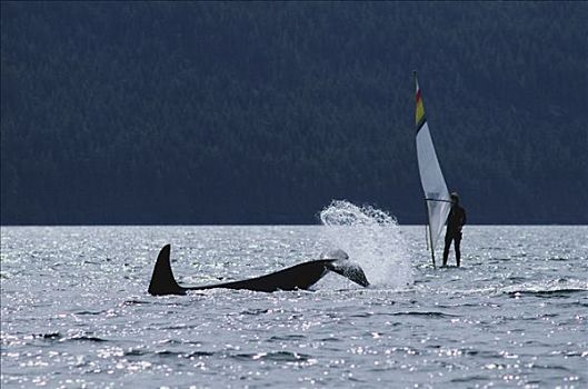 逆戟鲸,尾部,拍击,旁侧,风,冲浪,约翰斯顿海峡,不列颠哥伦比亚省,加拿大