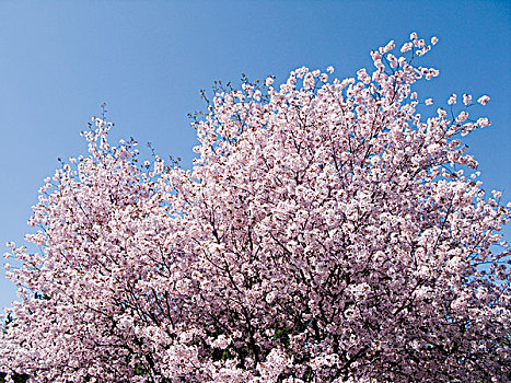 樱桃树,开花