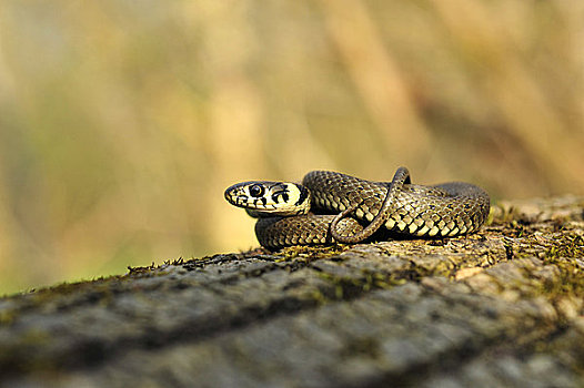 草蛇,游蛇,国家公园,奥地利