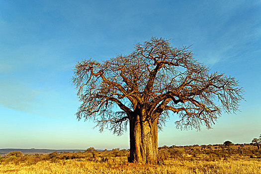 非洲,猴面包树,日落,塔兰吉雷国家公园,坦桑尼亚