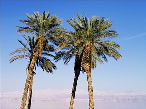棕榈树,以色列