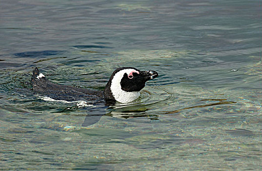 企鹅,游泳,浅,水,南非