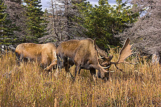 阿拉斯加,驼鹿,雄性动物,母牛,尿,兴趣,饲养,季节,楚加奇州立公园