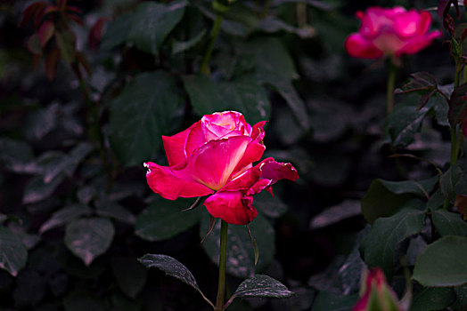 唯美月季花,美轮美奂月季花