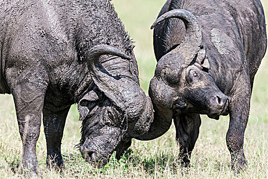 非洲水牛,南非水牛,马赛马拉,肯尼亚,两个,公牛,头部,决斗,非洲