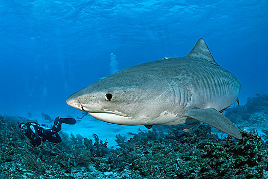 潜水,虎鲨,鼬鲨,巴哈马,中美洲