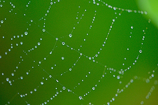 蜘蛛网,湿,特写