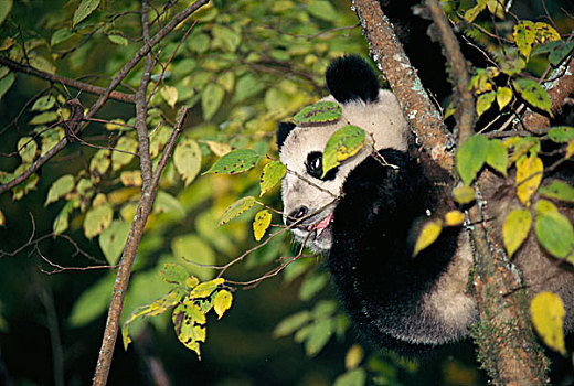熊猫,幼兽,树上,卧龙,四川,中国