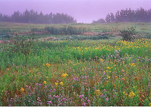 秋麒麟草属植物,紫苑属,蓟属植物,靠近,公园,艾伯塔省,加拿大