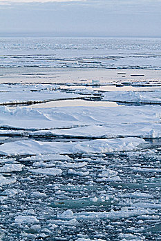 浮冰,西部,海岸,格陵兰