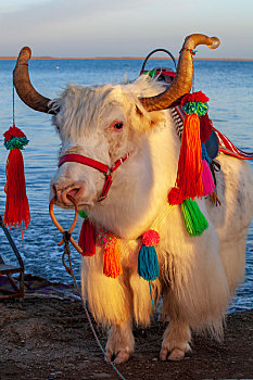 青海湖畔的白牦牛