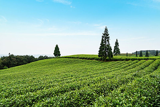 有机茶园