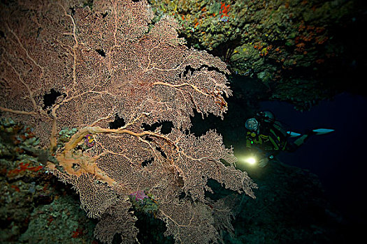 夜晚潜水,后面,巨大,珊瑚,马尔代夫,印度洋,亚洲