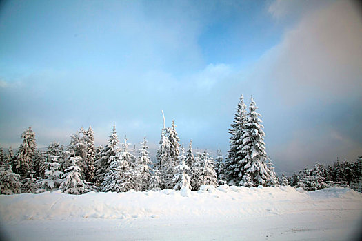 积雪,松树,树林,山