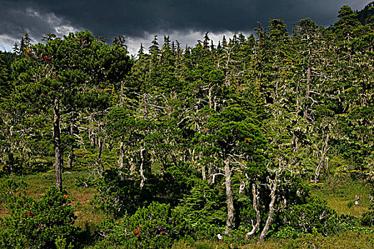树林,靠近,朱诺,阿拉斯加,美国