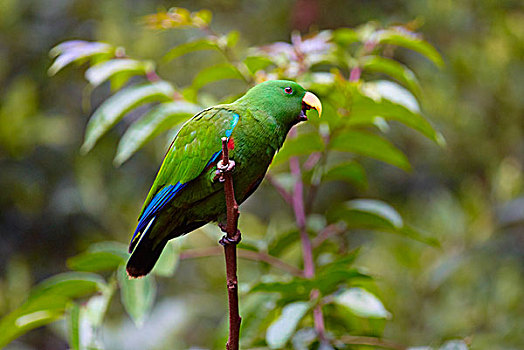 鹦鹉,阿瑟顿高原,昆士兰,澳大利亚