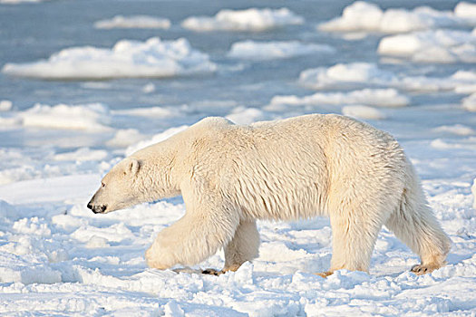北极熊,靠近,哈得逊湾,丘吉尔市,野生动物,管理,区域,曼尼托巴,加拿大