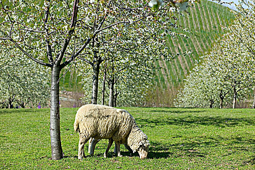 德国,绵羊,放牧,盛开,苹果树,葡萄园,春天