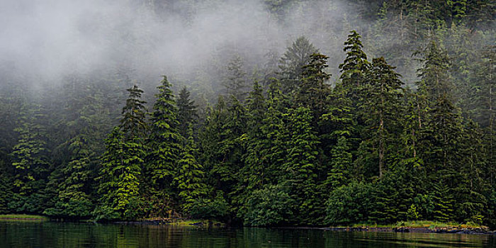雾,上方,树,地区性,地区,岛屿,不列颠哥伦比亚省,加拿大