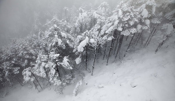 西岭雪山大雪的美丽风景