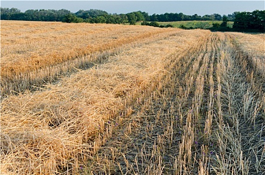 小麦,茬地,风景,向日葵地
